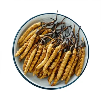  Simulare Alimentar Cordyceps Sinensis Din Tibet Himalaya Cordyceps Sinensis Cadouri 100buc/punga