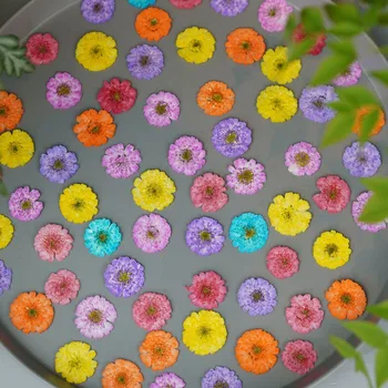  120pcs Uscate Presate Sakura Daisy Flori de Plante Ierbar Pentru Bijuterii Marcaj carte Poștală Telefon Caz Rama Foto Ambarcațiuni DIY Face