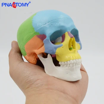  Mini De Culoare Craniu Model Detașabil 3 Părți Anatomice Umane Instrument De Predare Resurse Medicale Cadou De Învățământ Echipamente De Anatomie