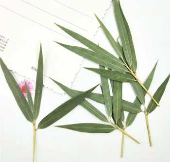  120pcs Apăsat Verde Uscat Frunze de Bambus+Tulpină de Plante cu Flori Ierbar Pentru Bijuterii iPhone Telefon Caz Cadru a Face Accesorii